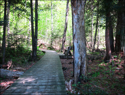 Adirondack Forest Communities:  Mixed conifer-hardwood forest at the Paul Smiths VIC